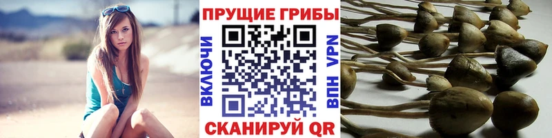 Галлюциногенные грибы Psilocybine cubensis  mega зеркало  Армянск  закладки 